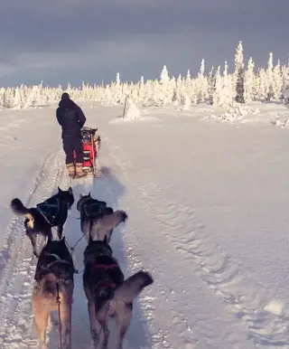 Fahre mit Hundeschlitten durch den Schnee